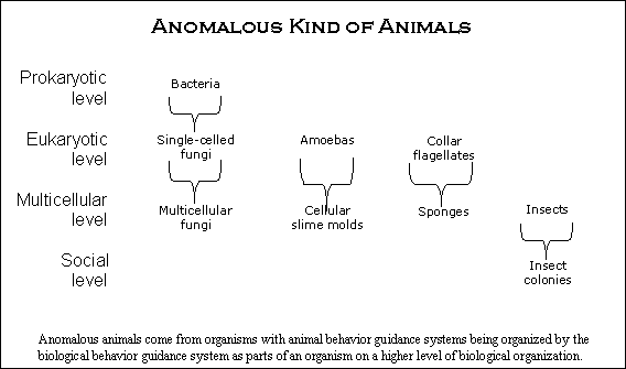 What are four levels of organization in a multicellular organism?